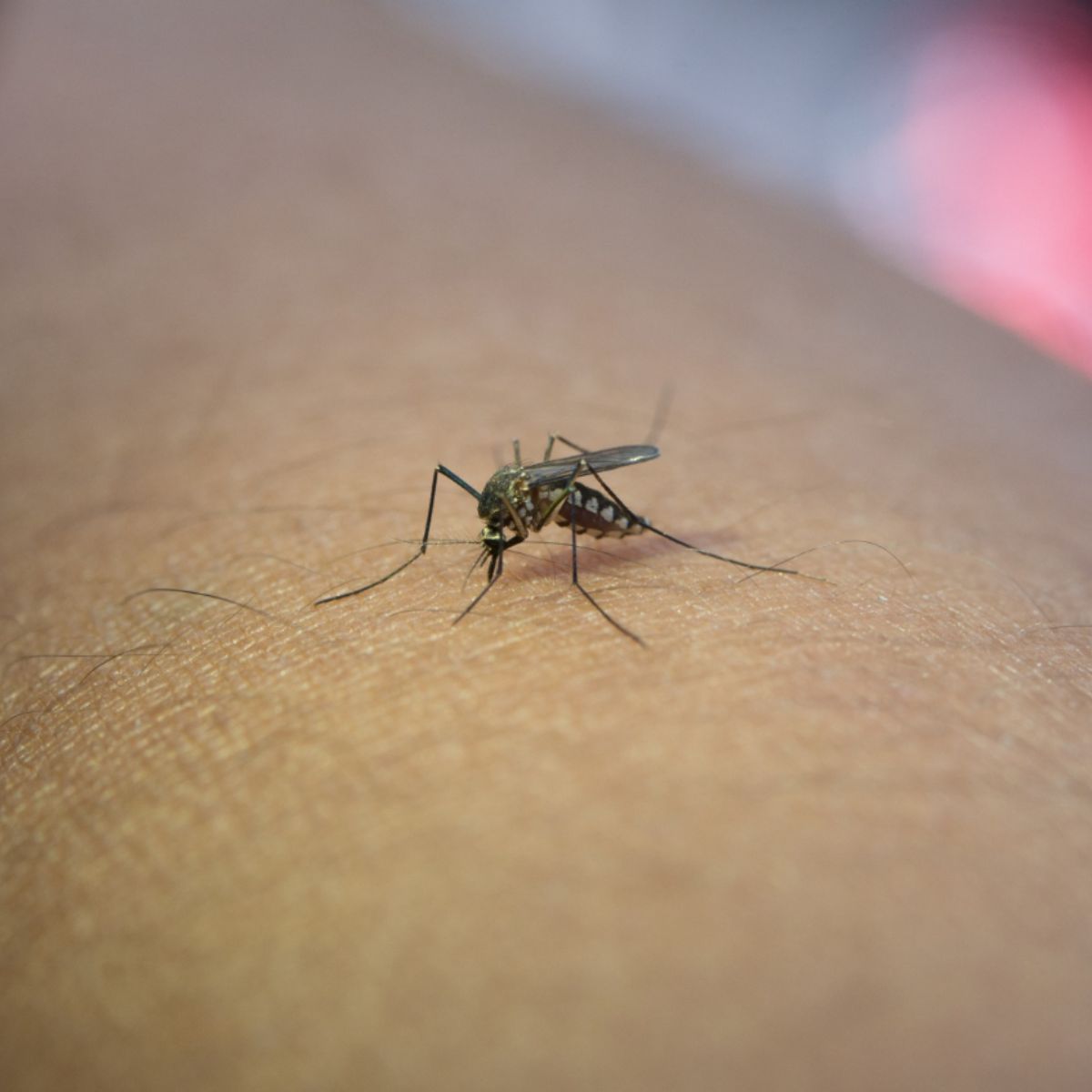 insect bite